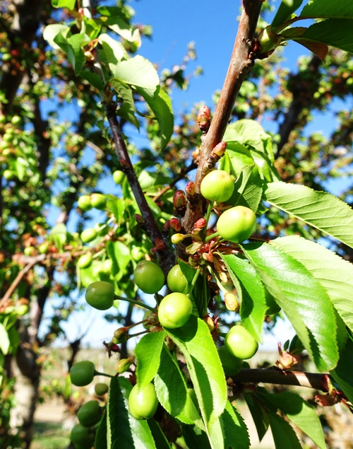 Cherry orchard, orchards, cherry tree, spring fruit