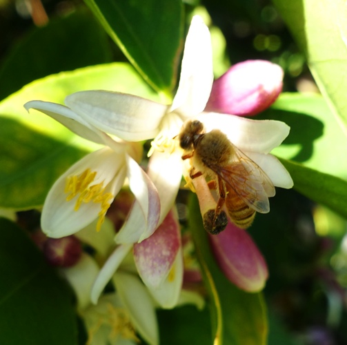 Rose Blossom, bee, pollination, orchards