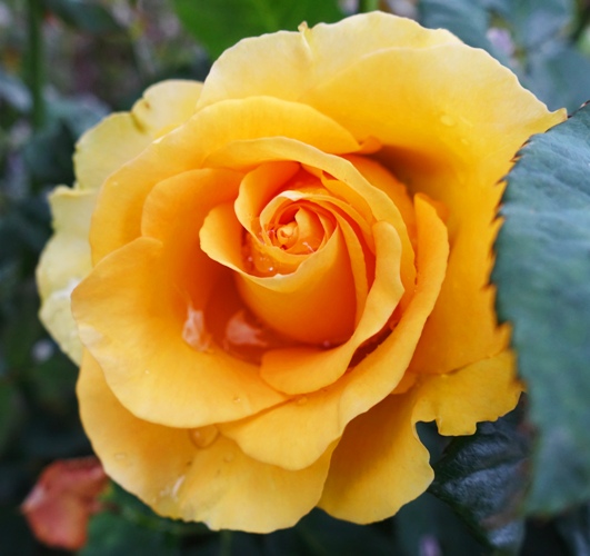Yellow Rose, Raindrops on Roses, Rose Bloom