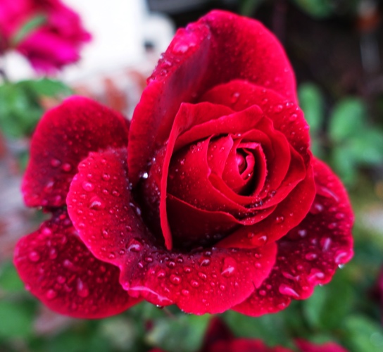 Red Rose, Mr. Lincoln, rose Bush, Raindrops on Roses