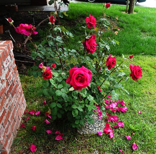 Rose, Rose Bush, Mr. Lincoln Rose Bush