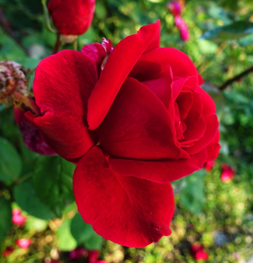 Rose Bloom, Red Rose, Fragant Rose, Mr. Lincoln Rose