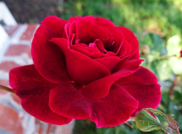 Mr. Lincoln Rose Bush, Rose Bush, Roses, Red Roses, spring roses