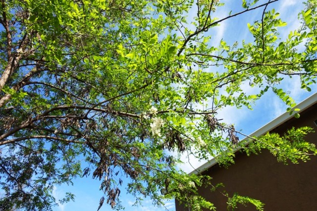 Spring Tree growth, tree trimming, Neighbor fence