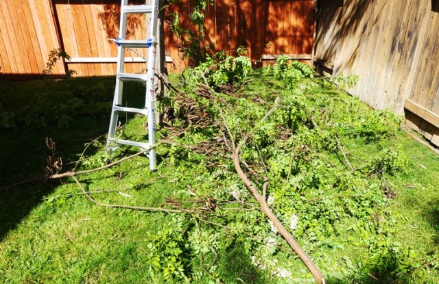 Branches, Tree Trimming, Cutting up a tree