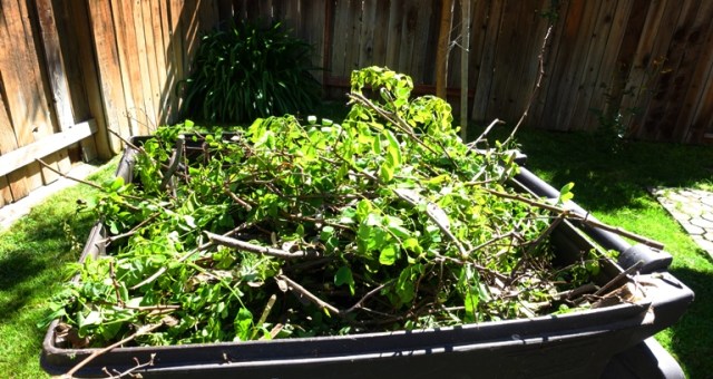 Yard Waste, Tree Trimmings, Back Yard Work