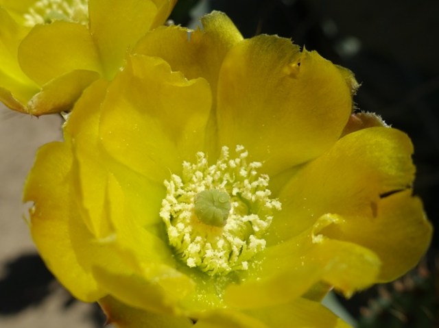 Prickly Pear Cactus, Cactus Blooms, Yellow Flowers, Flower Centers