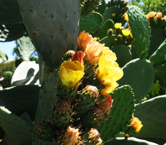 Prickly Pear Cactus, Cactus Blooms, Yellow Flowers, Flower Centers