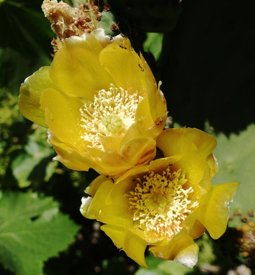 Prickly Pear Cactus, Cactus Blooms, Yellow Flowers, Flower Centers