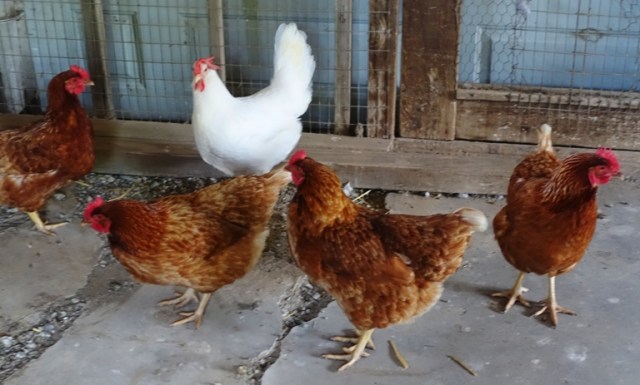 Red Chickens, White Chicken, Hen House, Chicken Coop