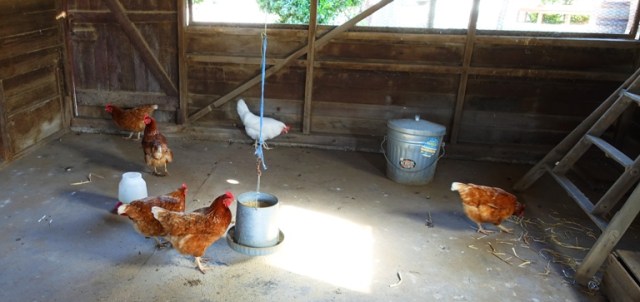 Chicken Coop, Hen House, Eggs, Chickens