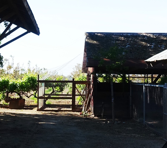 Chicken Coop, Country Living, Chickens, Eggs