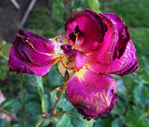 Spent rose blooms, Mr. Lincoln Rose