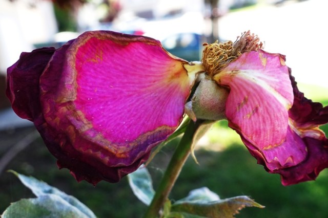 Spent rose blooms, Mr. Lincoln Rose