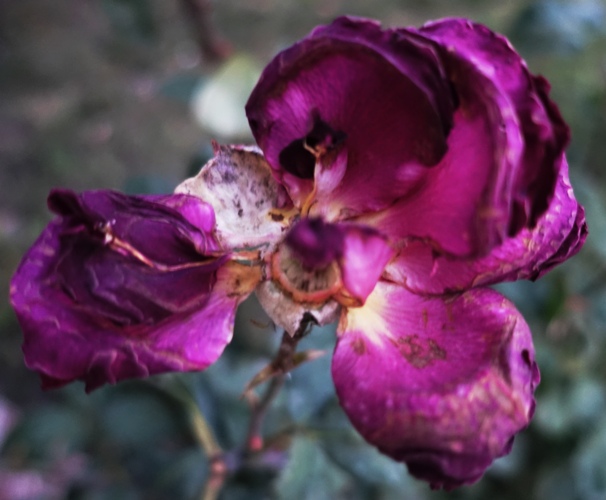 Spent rose blooms, Mr. Lincoln Rose