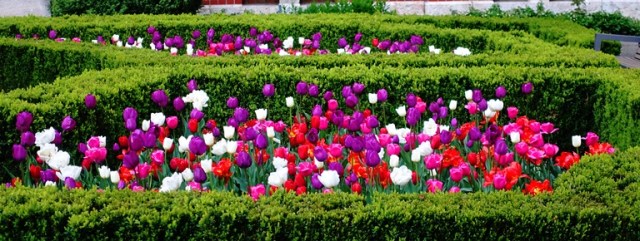 German tulips, spring, aalen germany