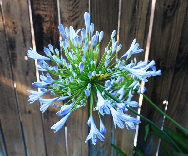 Agapanthus bloom, Blue Agapanthus, back yard, flowers