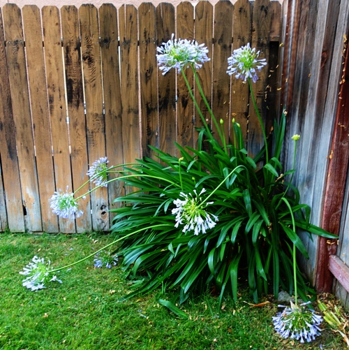 Agapanthus, canes, bent canes, flowers