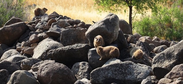 Rock Badgers, Conies, Hyrax
