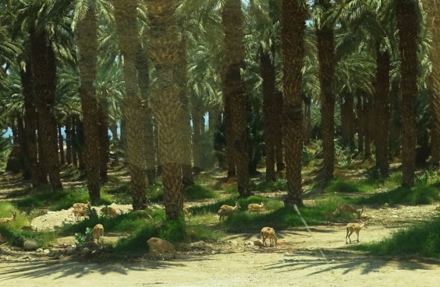 Ibex at En Gedi, Oasis, Dead Sea