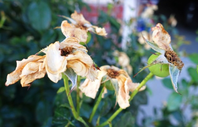 Dead Roses, spent rose blooms, pruning