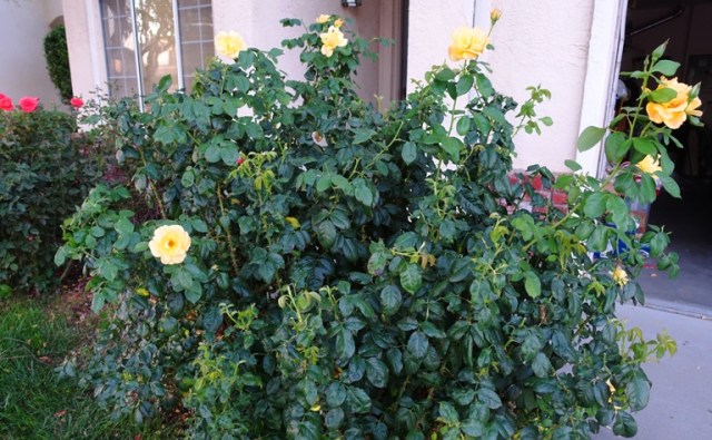trimmed rose bushes, deadheading roses, yard work