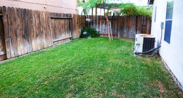 mown back yard, green grass, freshly mown