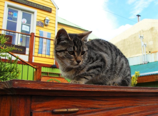 Ushuia Argentina, Furthest South Cat, Cat, Feline