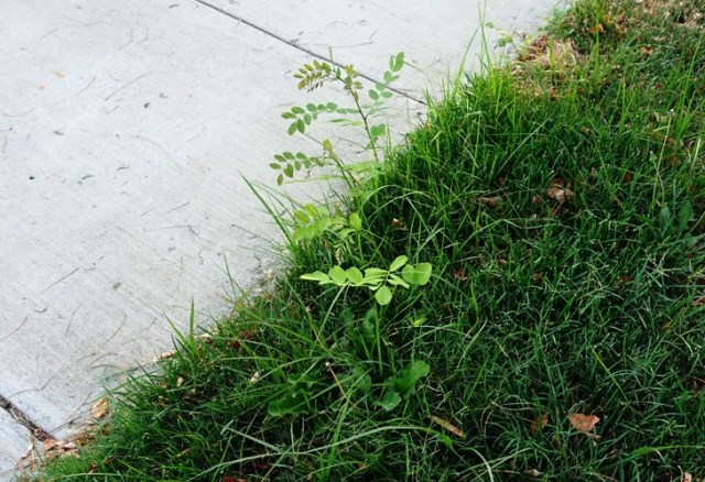 Need to mow, hot day, 100 degree heat
