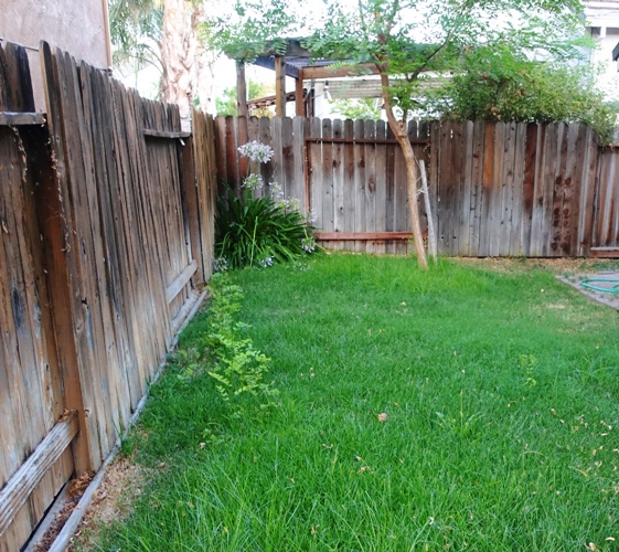 Need to mow, back yard, hot summer, volunteer trees