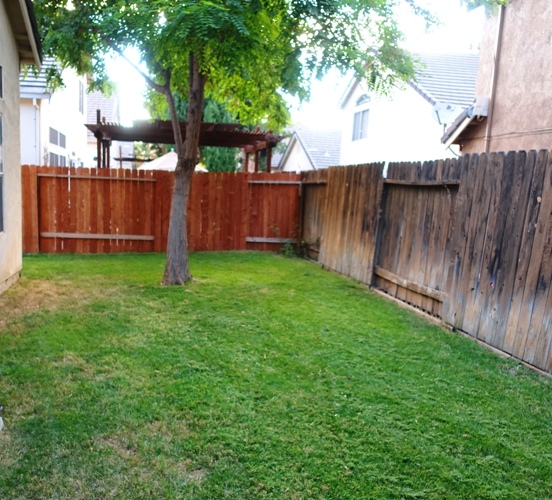 back yard, mowing in the heat, green grass