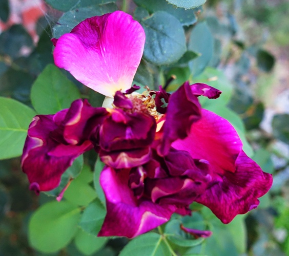Red Rose, Dried out rose, rose bushes, heat wave