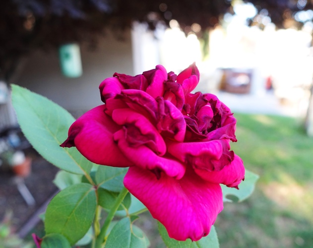 Wilted Roses, Heat, Heat Wave, Rose Bushes