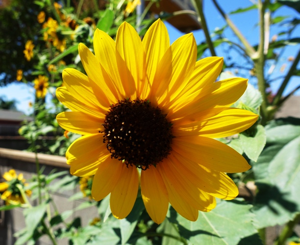 Sunflowers, Yellow Flowers, Kansas, Bees, Sunday Flowers