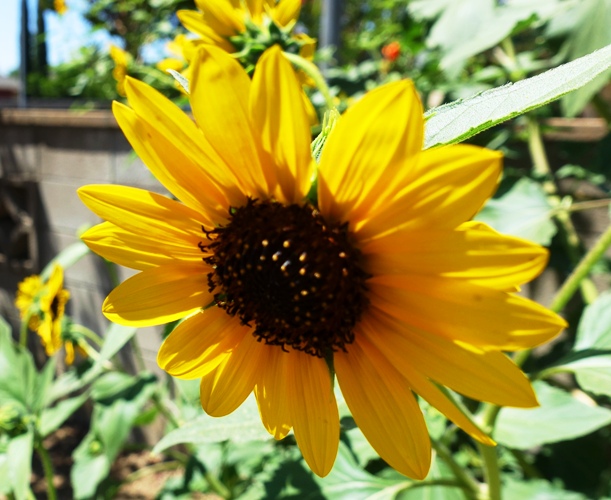 Sunflowers, Yellow Flowers, Kansas, Bees, Sunday Flowers