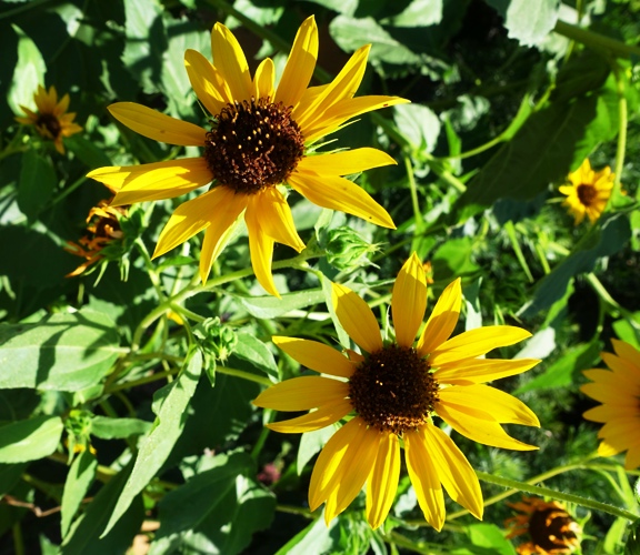 Sunflowers, Yellow Flowers, Kansas, Bees, Sunday Flowers