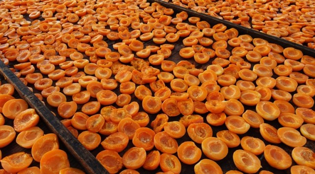 Cut apricots, dried apricots, drying fruit