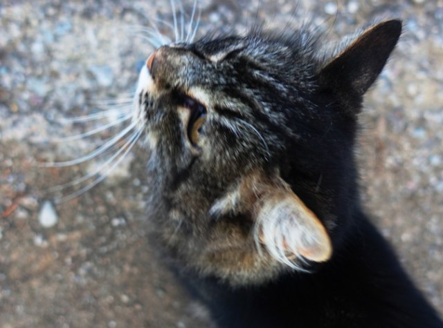 Tarragon, Cat, whiskers, barn cat, farm cat