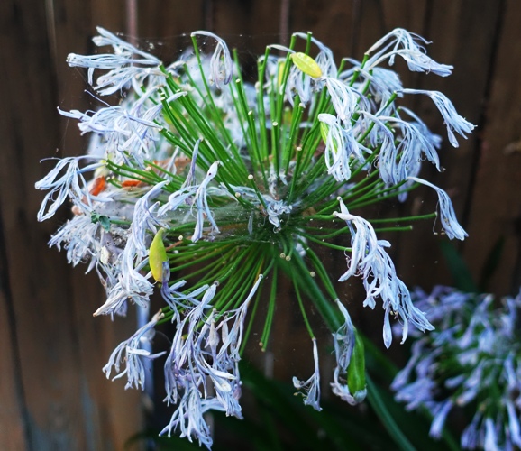 Agapanthus, Withered Agapanthus, Summer Heat