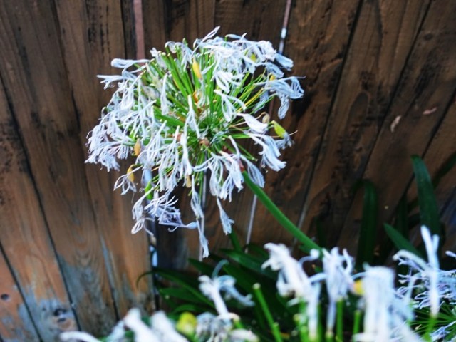 Agapanthus, Withered Agapanthus, Summer Heat