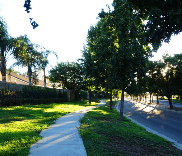 tree lined street, tracy, california, heat island reduction
