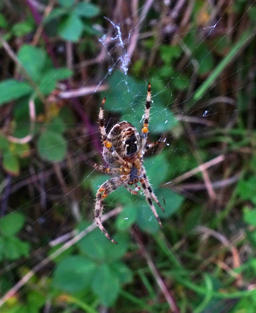 Spider on Web, Walk, Path, critters