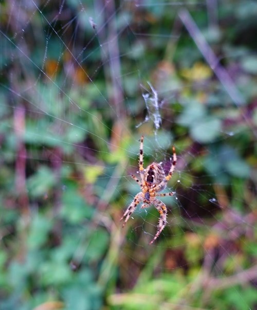 Spider web, orb spider, Walk, path