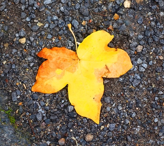 Fallen Leaves, Cambridge, Fall