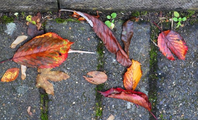 Leaves in Cambridge, England, Colorful leaves