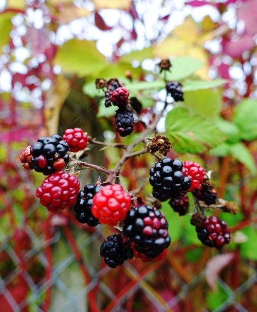 Cambridge, Walk, Berries, Nature