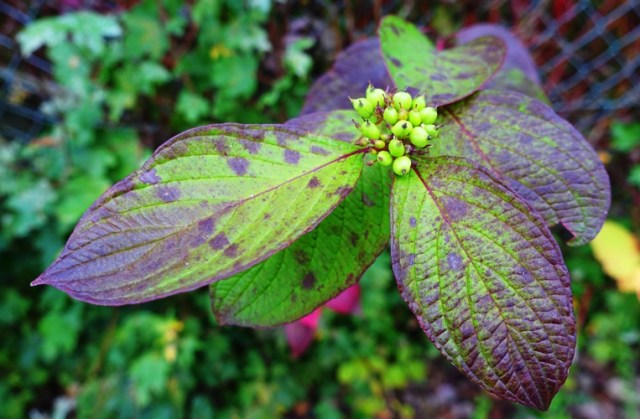Purple Leaves, nature, walk