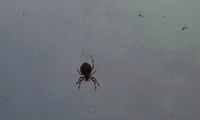 Walk from work, Cambridge, Spider