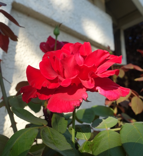 Mister Lincoln Rose, Yard Work