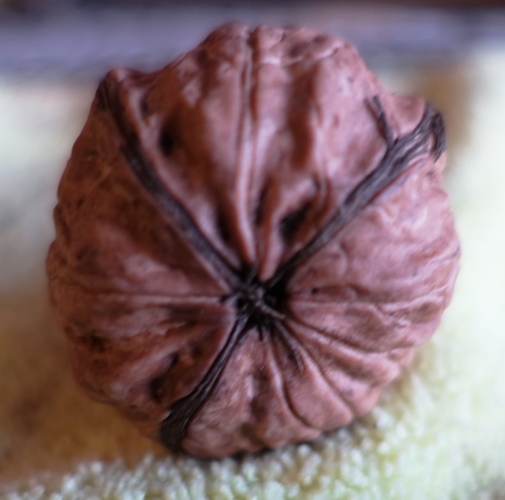 3 segment walnut, rare walnut, anomolies, nuts, trees